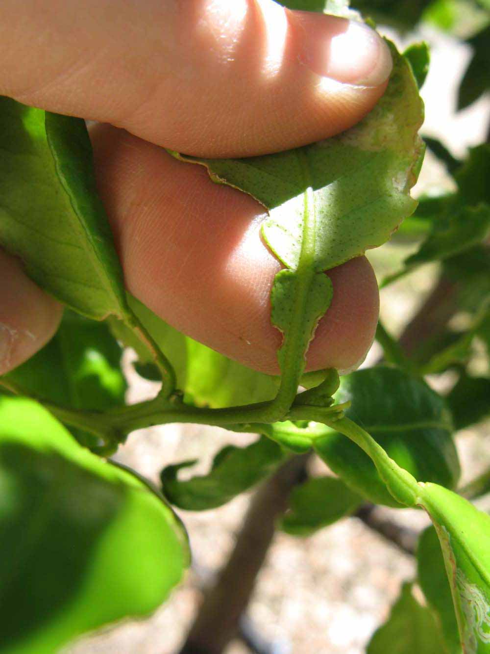              Petiole (Winter Haven, FL)       